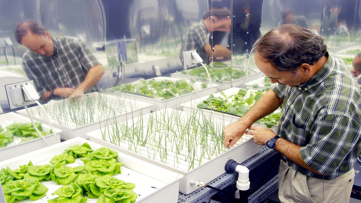 Diving into Hydroponics: Essential Principles and Factors to Consider