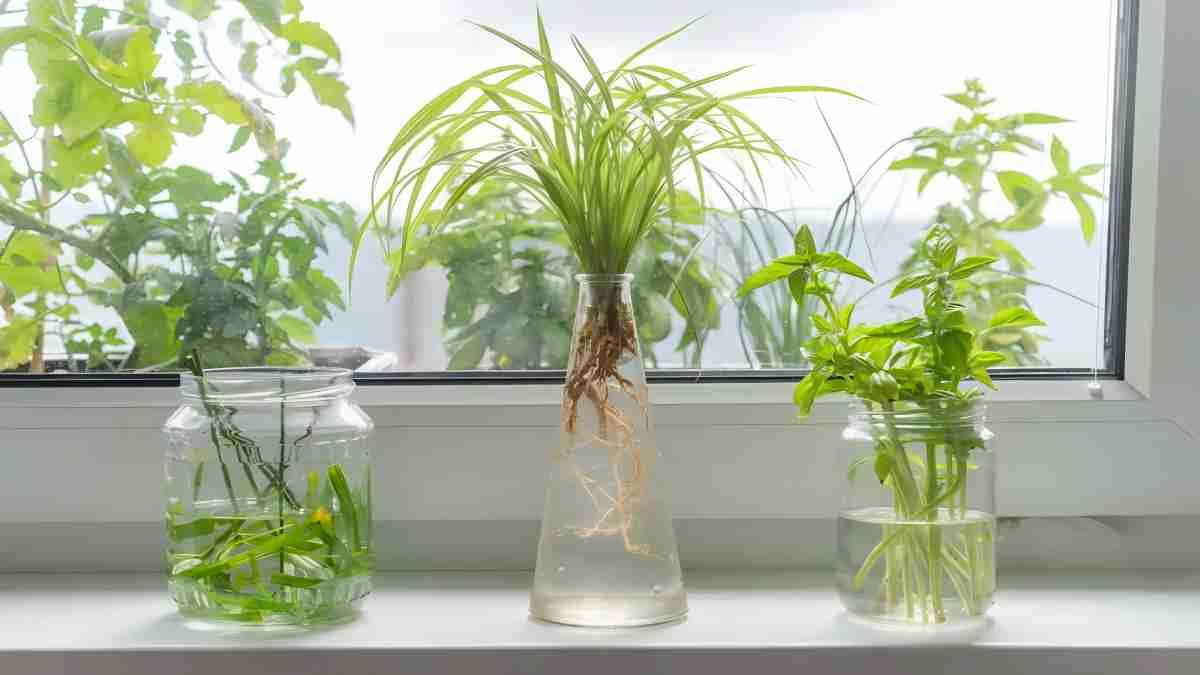 Five Tips to Promote Plant Rooting